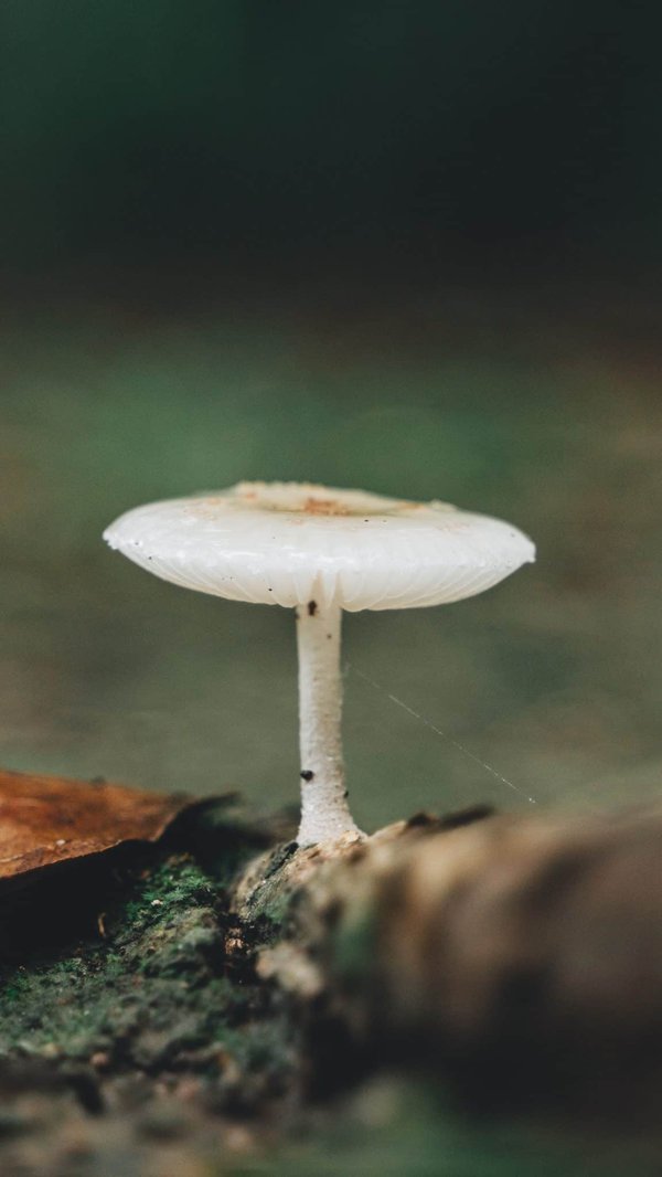 Quels critères considérer lors du choix d'une grelinette à 3 dents ?