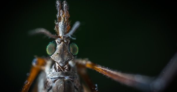 Comment faire sortir des moustiques d'une pièce ?