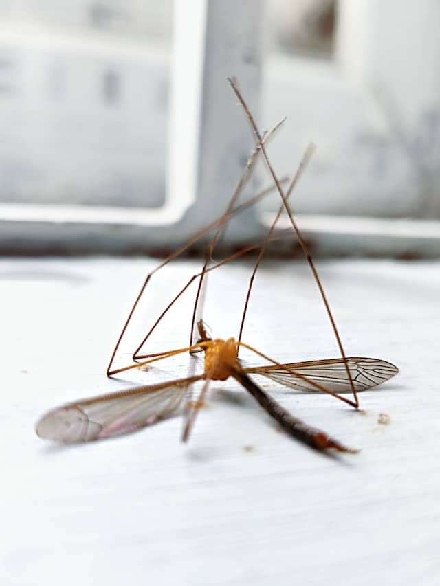 Comment écraser moustique ?