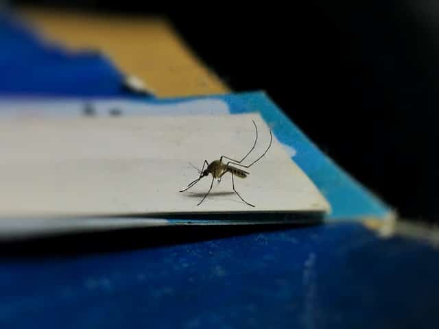 Quel type de sang attire les moustiques ?
