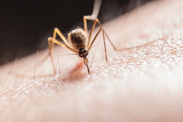 Comment faire pour tuer un moustique ?