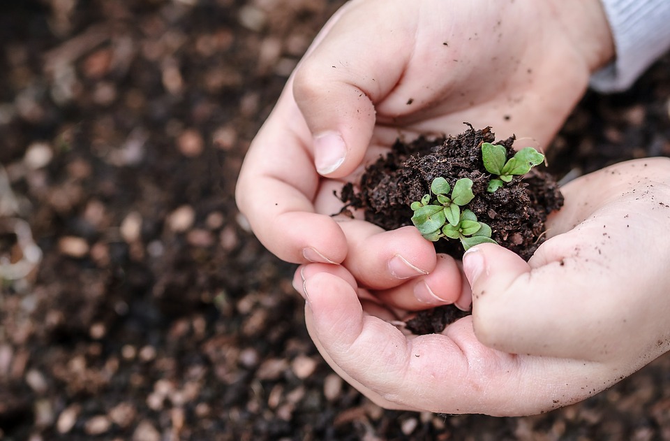 Quelle plante facile semer avec ses enfants ?