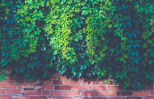 Les murs végétaux : une solution écologique pour les espaces urbains